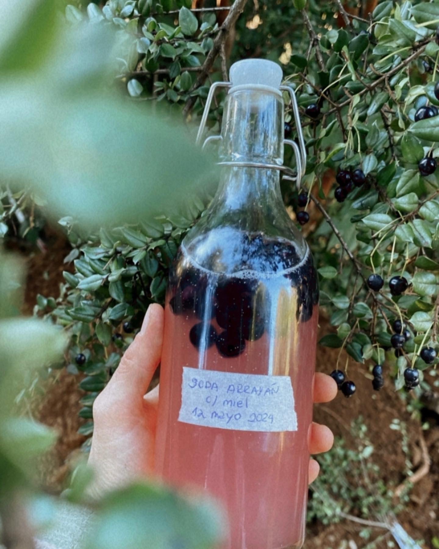 Bebidas fermentadas: Sodas (Online grabado)