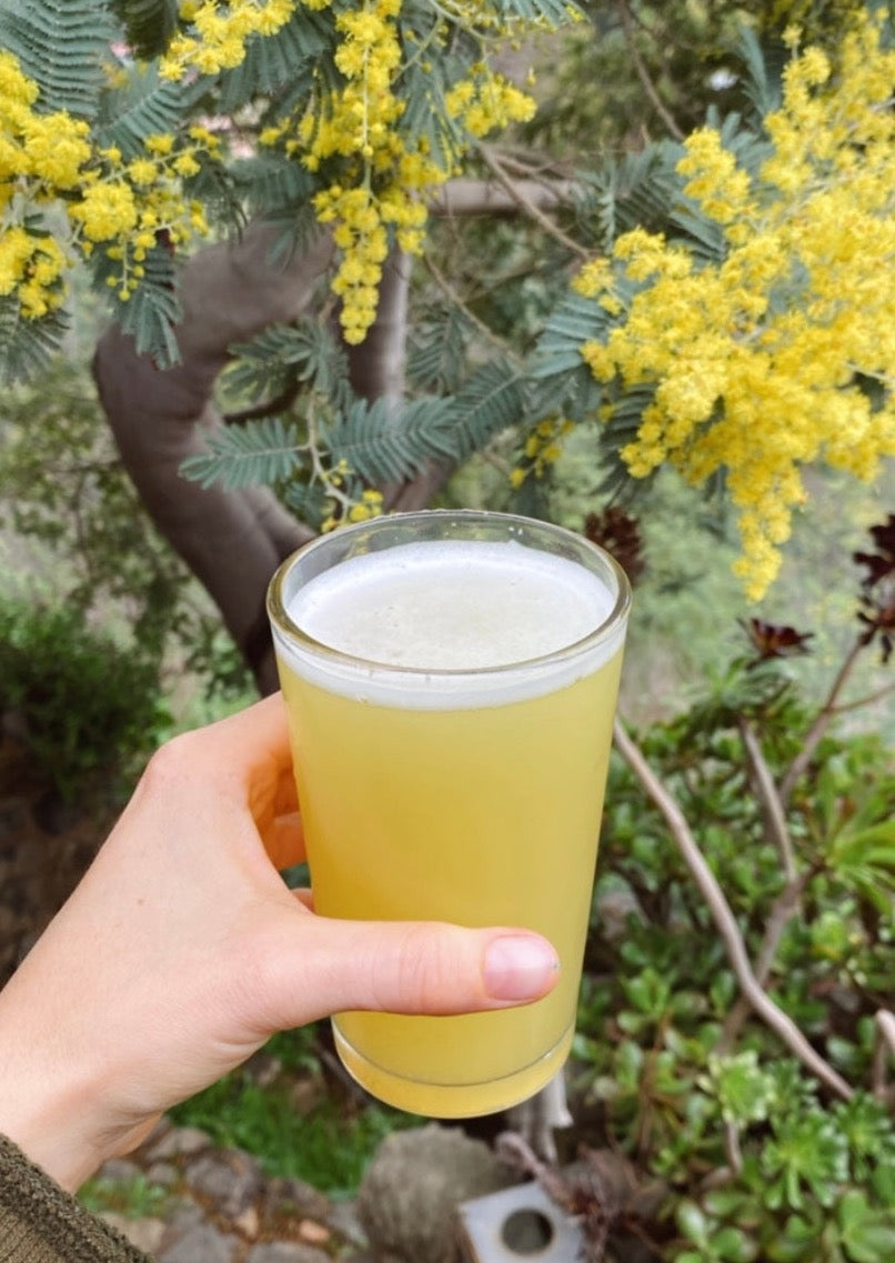 Bebidas fermentadas: Sodas (Online grabado)