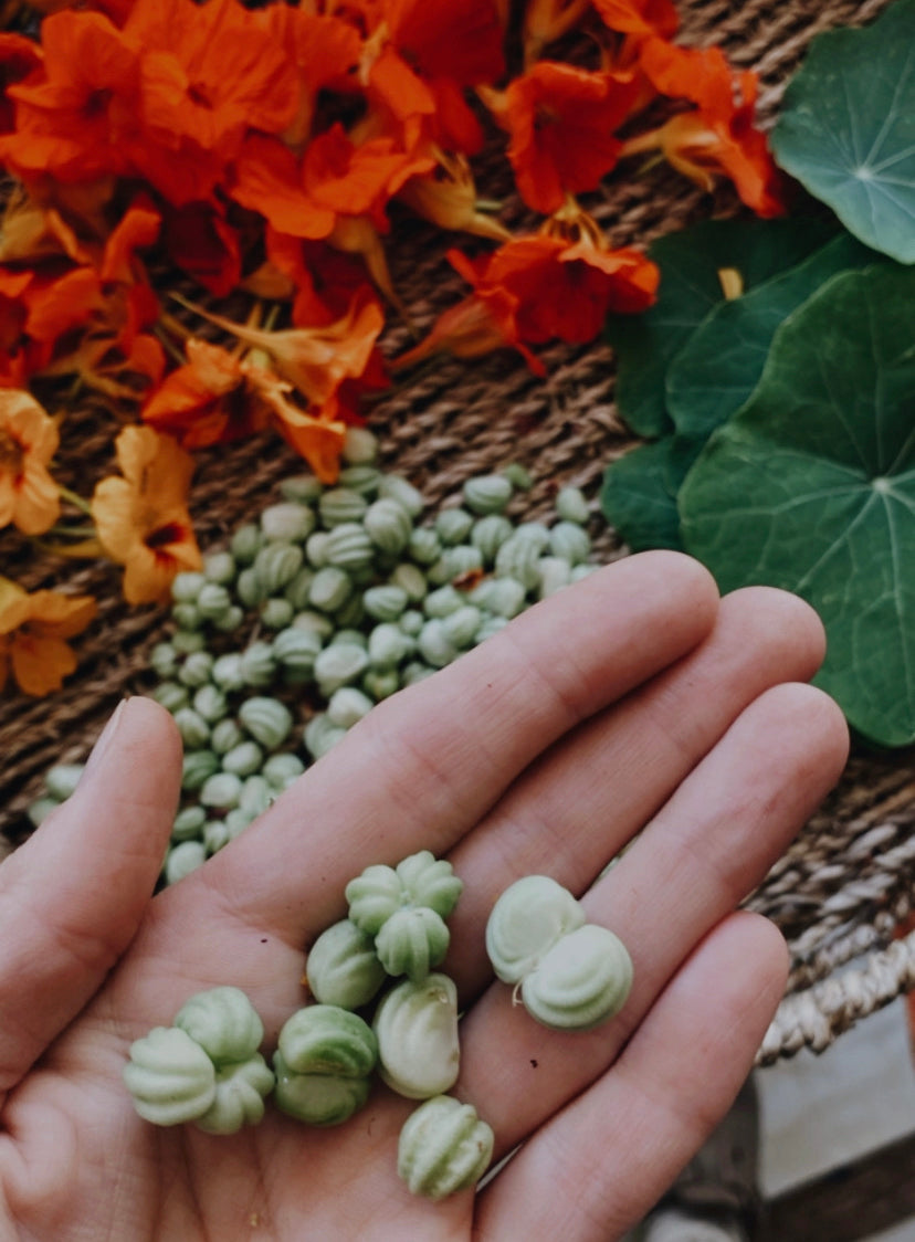 "Malezas" Comestibles y Medicinales (Online grabado)