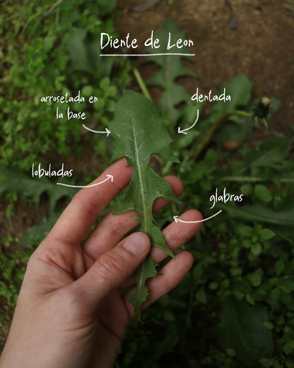 "Malezas" Comestibles y Medicinales (Online grabado)