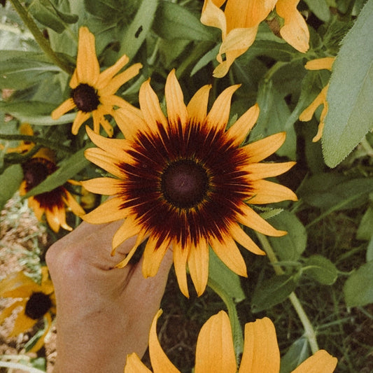 Semillas de Rudbeckia
